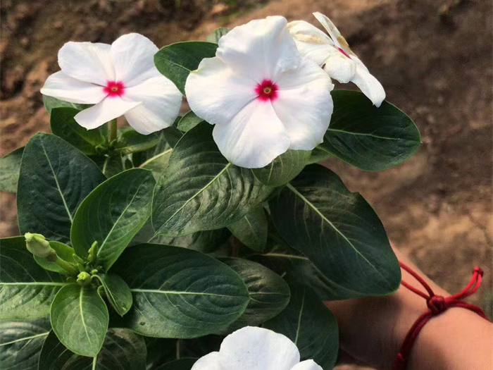 長春花